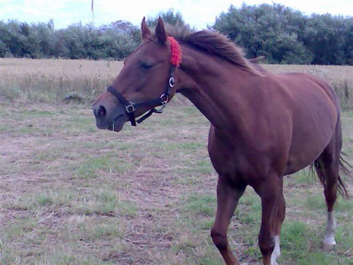 Dansk Varmblod Tjørnelunds Lucinda l RIP billede 14