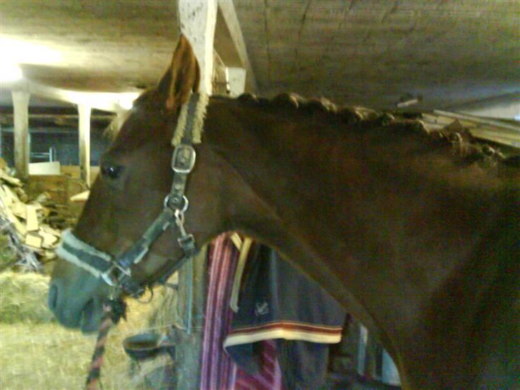 Dansk Varmblod Tjørnelunds Lucinda l RIP billede 15