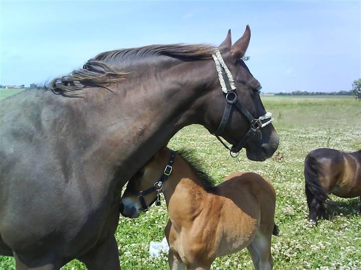 Dansk Varmblod Tjørnelunds Lucinda l RIP billede 16