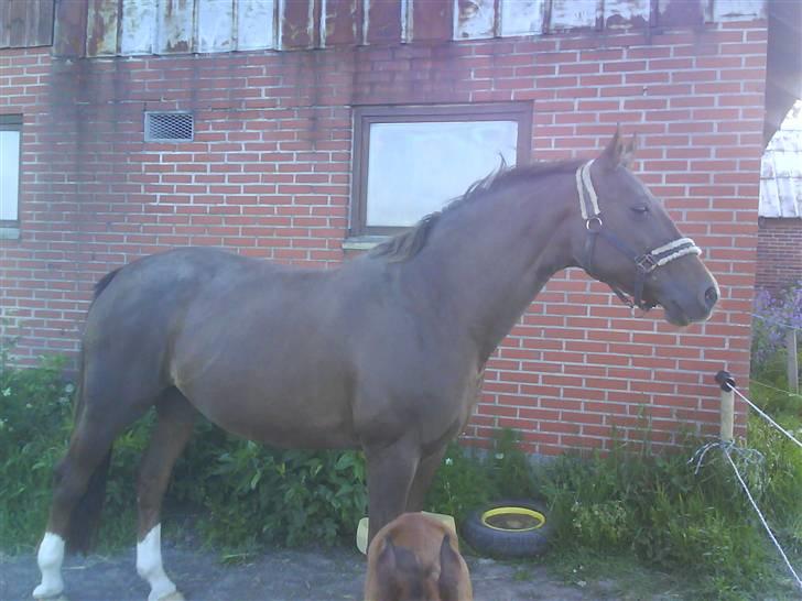 Dansk Varmblod Tjørnelunds Lucinda l RIP billede 17