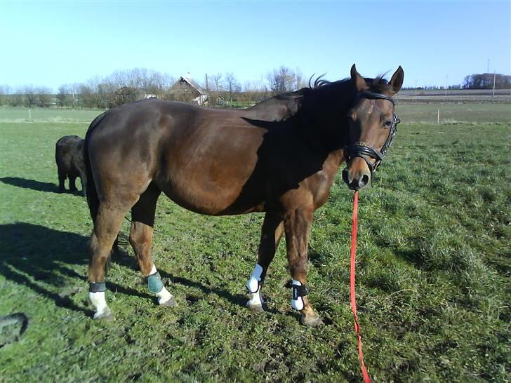 Dansk Varmblod Tjørnelunds Lucinda l RIP billede 18