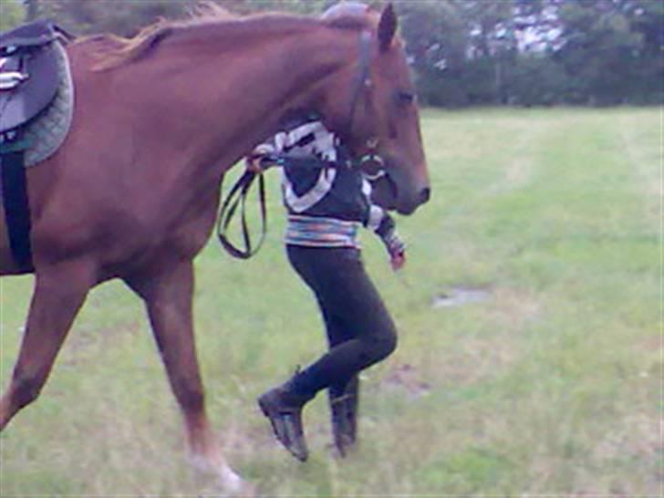 Dansk Varmblod Tjørnelunds Lucinda l RIP billede 19