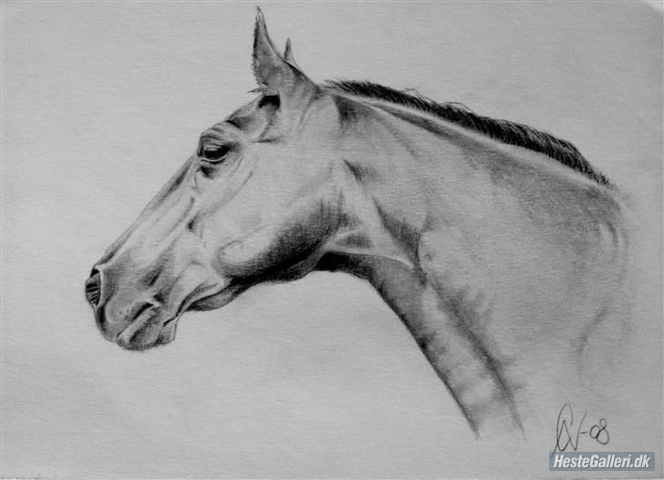 Dansk Varmblod Tjørnelunds Lucinda l RIP billede 20