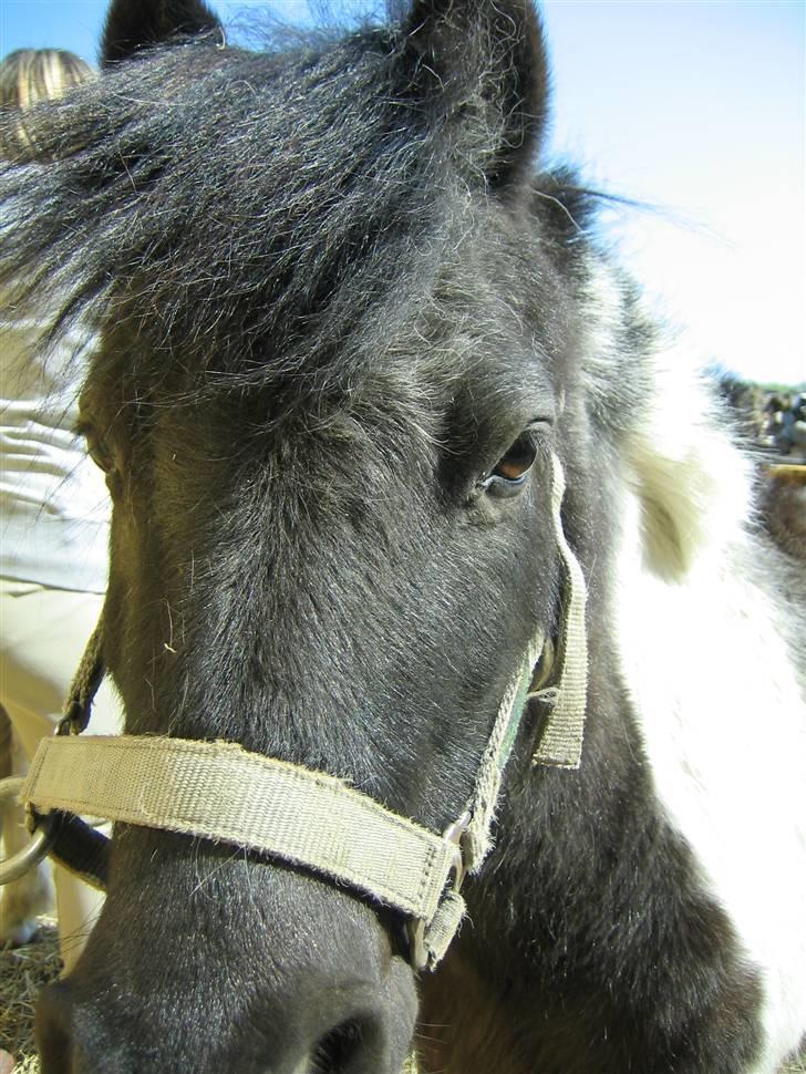 Anden særlig race ferdinand billede 4