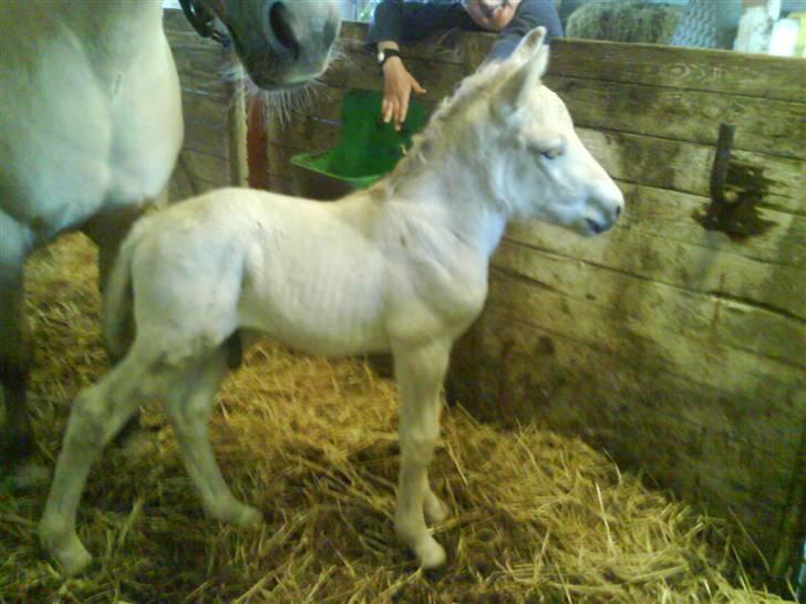 Fjordhest svinget´s Altivo - taget 25.april.  billede 9