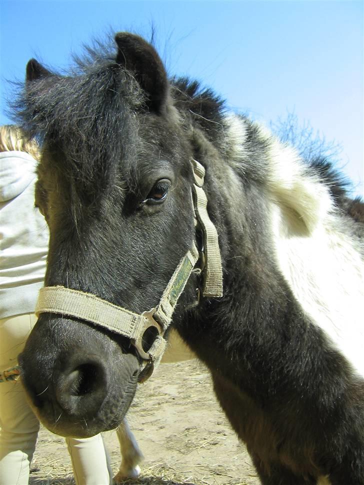 Anden særlig race ferdinand billede 5