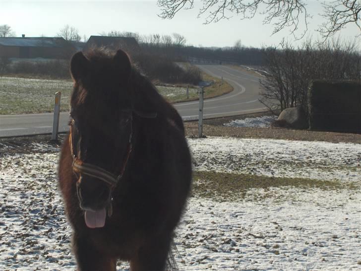 Anden særlig race misty min eneste ene:'( R.I.P :'( billede 18