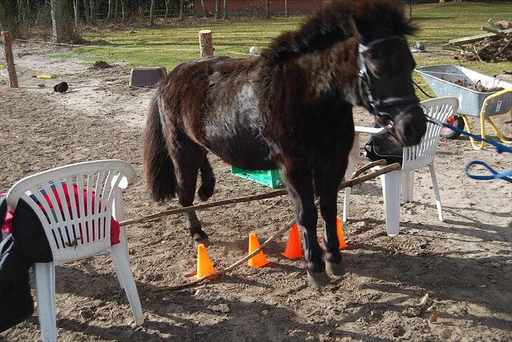 Shetlænder Sabrine - nr, 1) Sabrina bliver løs sprunget D. 24/3 - 11 (: Foto: Kirsten L <3 billede 1