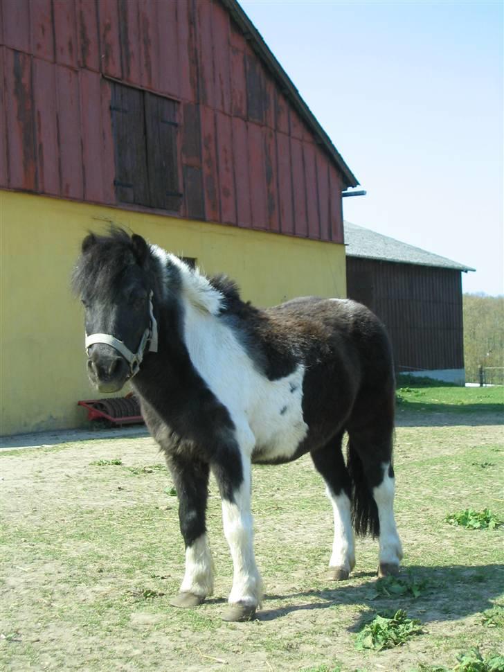 Anden særlig race ferdinand billede 6