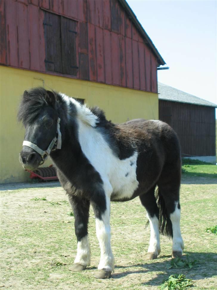 Anden særlig race ferdinand billede 7