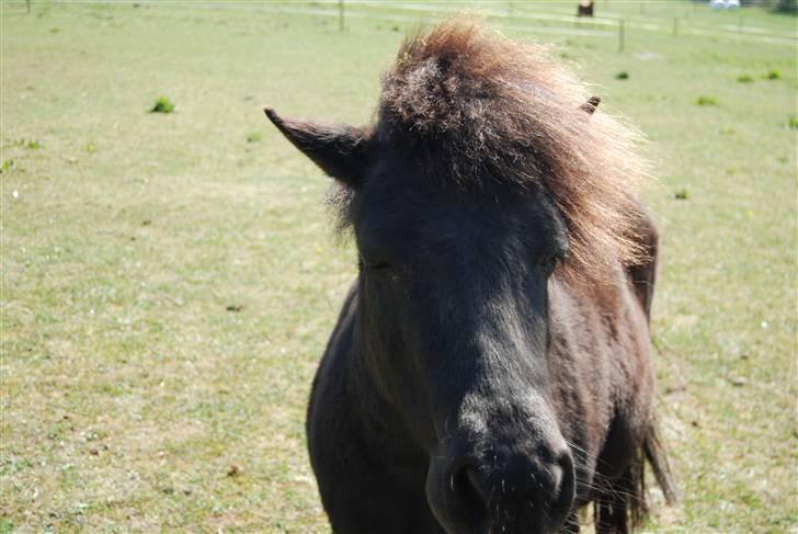 Shetlænder Sabrine - nr, 2) de er på fold...:)<3 foto mig:) billede 2