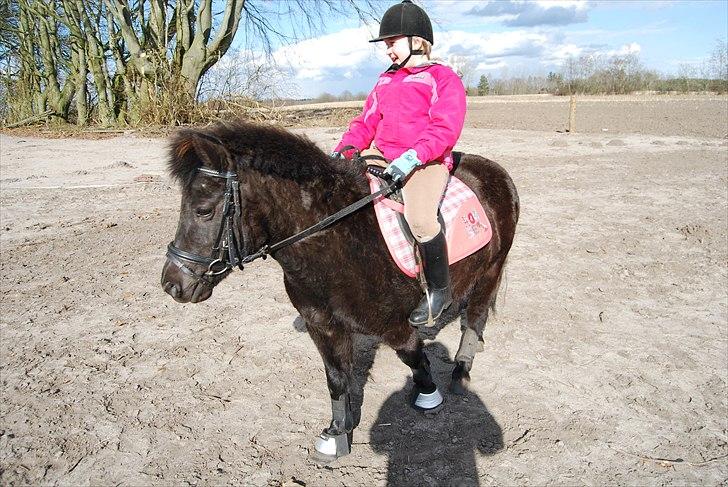 Shetlænder Sabrine - nr, 4) så skulle min lillesøster lige ud og ride :) billede 3