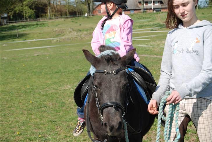 Shetlænder Sabrine - nr, 7) så skulle vi lige have en slapper...:) foto min lille bror... billede 4