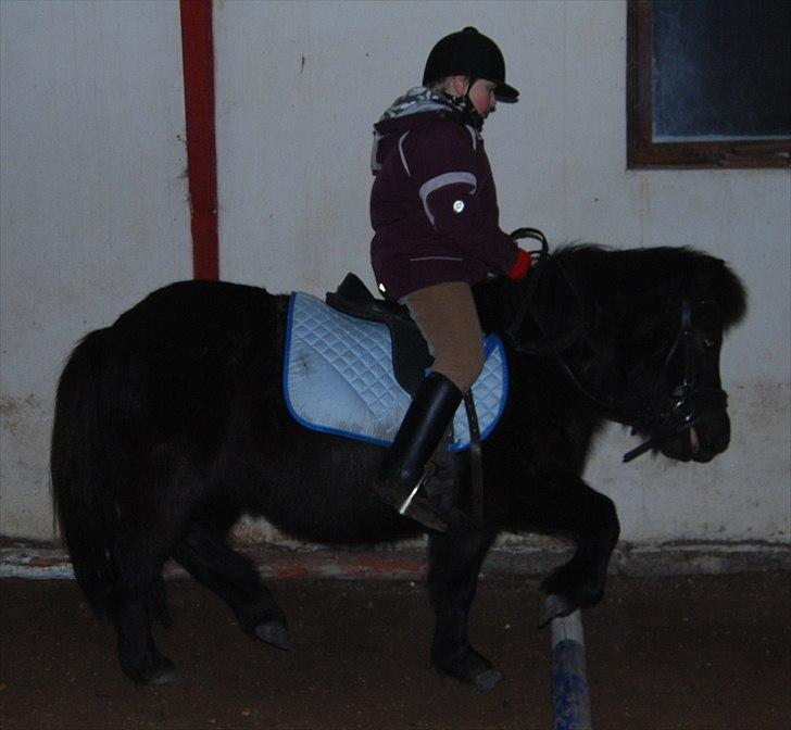 Shetlænder Sabrine - nr, 10) En lille bum, sikke fint det går!! (:  billede 6