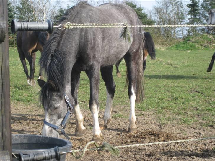 DSP Langdamsgaards Don billede 13