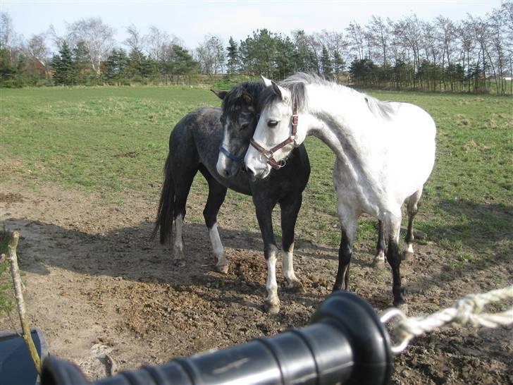 DSP Langdamsgaards Don billede 14