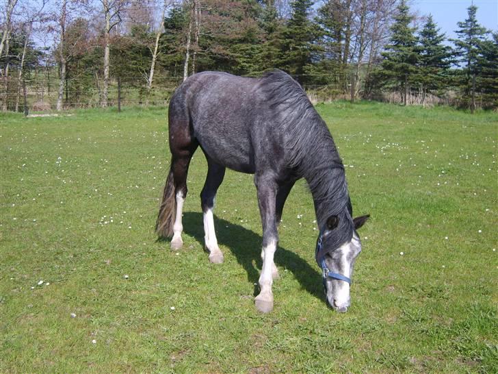 DSP Langdamsgaards Don billede 15