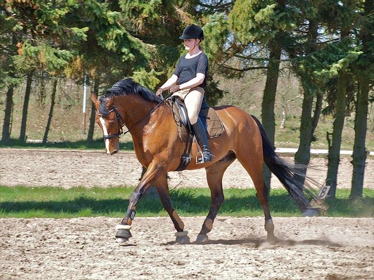 Dansk Varmblod Holmgårds Quatro - SOLGT! - Træning april 2011. Foto: Ac. billede 13