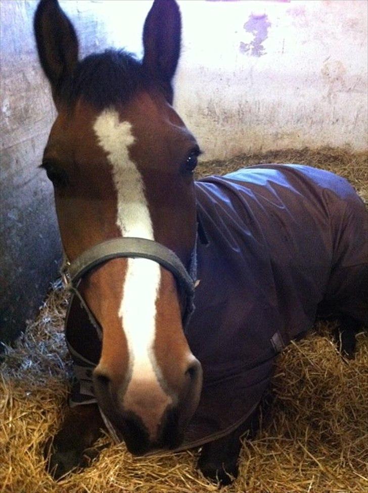 Dansk Varmblod Holmgårds Quatro - SOLGT! - Godmorgen :-) billede 14