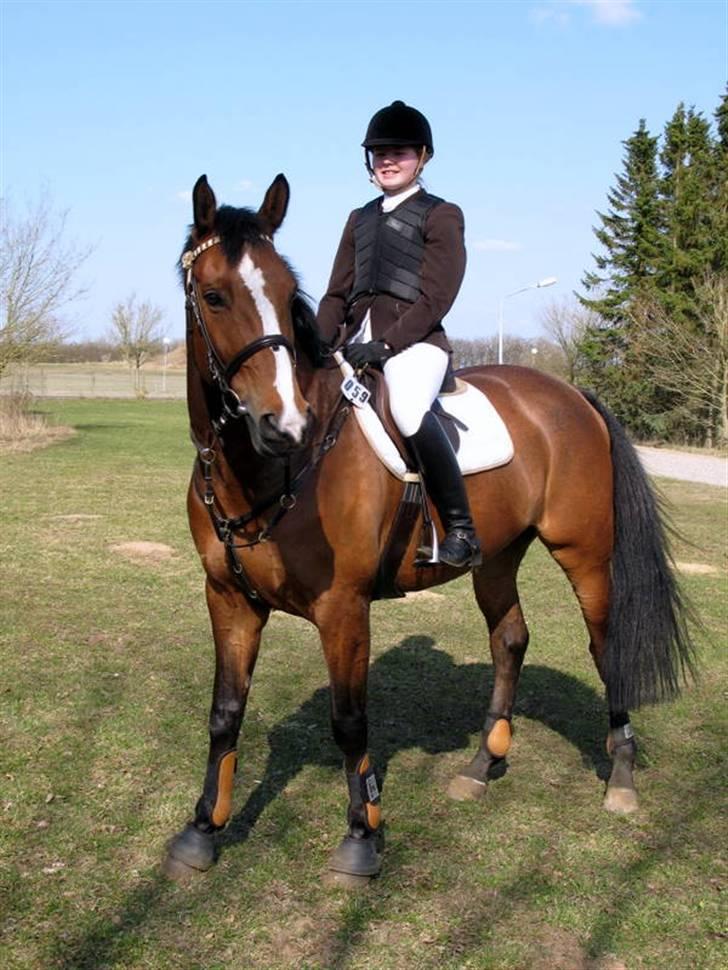 Dansk Varmblod Holmgårds Quatro - SOLGT! - Stævne på HOSK april 2010. Foto: Far. billede 16