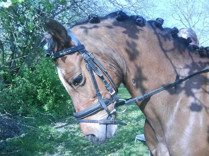 Welsh Pony (sec B) Bjerregaards Evelyn - En ægte bøllemis ;D billede 4