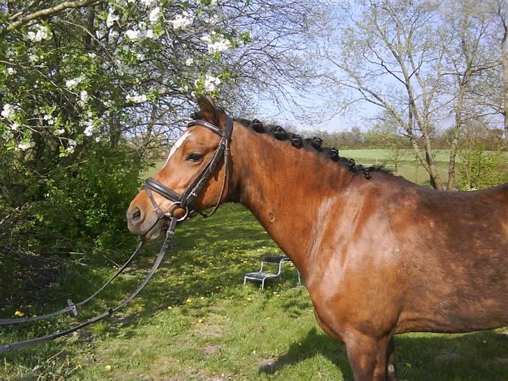 Welsh Pony (sec B) Bjerregaards Evelyn - En ægte bøllemis ;D billede 5