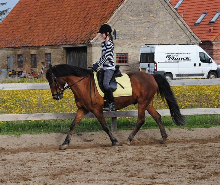 New Forest Macoy - 01. Velkommen til Macoy´s profil, håber i kan lide disse billeder. NYT En af vores bedste dage, jeg er lykkelig over jeg er så heldig at kunne ride dig. Du betyder ALT Macoy. billede 1