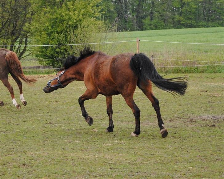 New Forest Macoy - 07. NYT Den dejlige legedreng billede 7