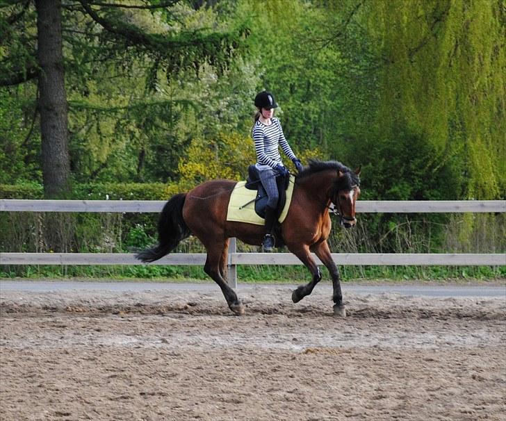 New Forest Macoy - 11. NYT Jeg nyder hvert sekundt at side på ryggen af dig billede 11