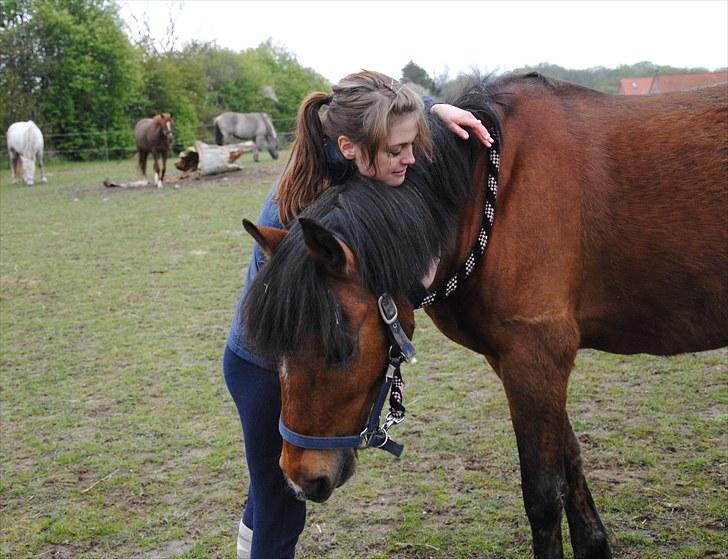 New Forest Macoy - 15. NYT Dette billede fortæller en masse ord der slet ikke kan beskrives, fordi du er sådan en fantastisk pony billede 15