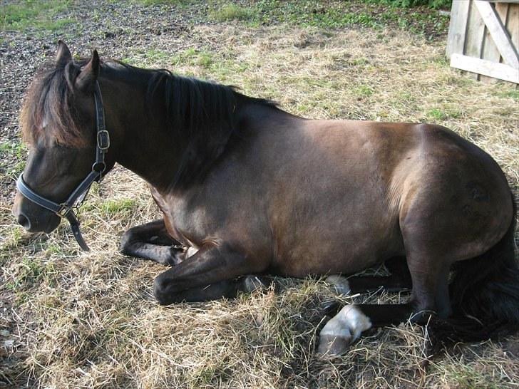 New Forest Bjernagergårds Mischa - Mischa der ligger ned billede 18