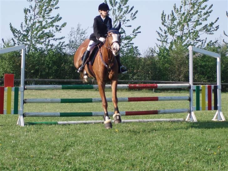 Frederiksborg Chaca Kronborg SOLGT :( billede 14