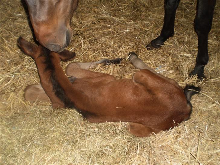 New Forest Røllikehus Shamai billede 1