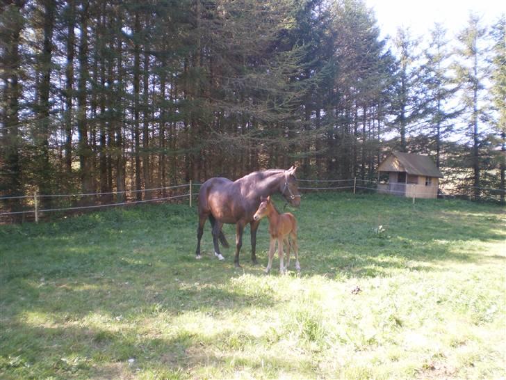 New Forest Røllikehus Shamai billede 2