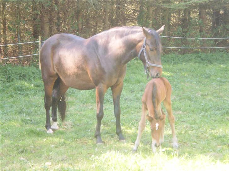 New Forest Røllikehus Shamai billede 3