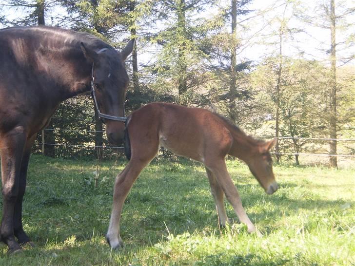 New Forest Røllikehus Shamai billede 4