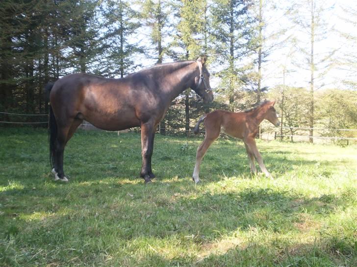 New Forest Røllikehus Shamai billede 5