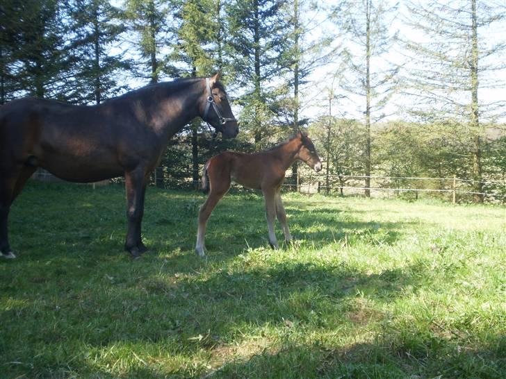 New Forest Røllikehus Shamai billede 6