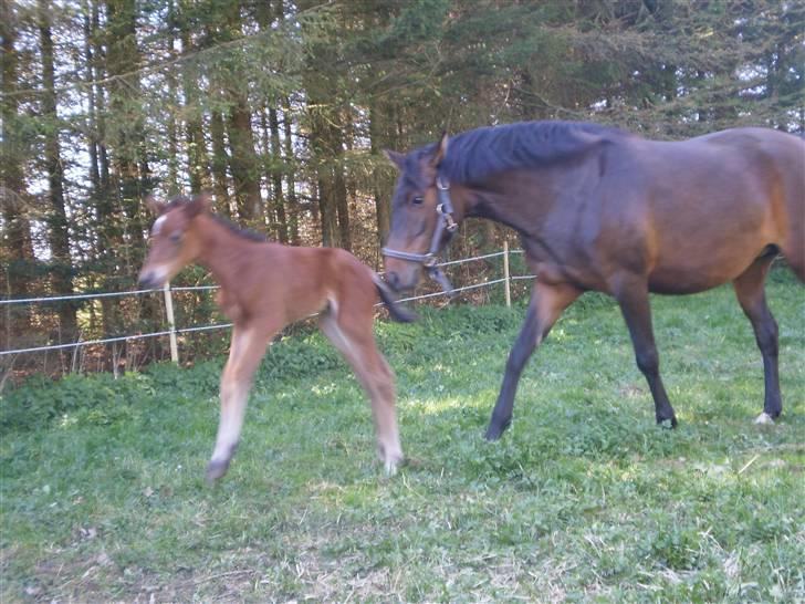 New Forest Røllikehus Shamai billede 7