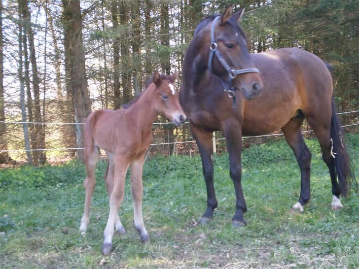 New Forest Røllikehus Shamai billede 8