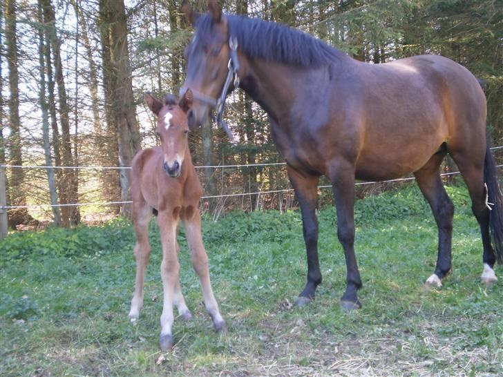 New Forest Røllikehus Shamai billede 9