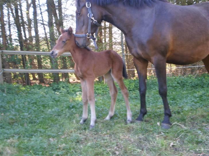 New Forest Røllikehus Shamai billede 10