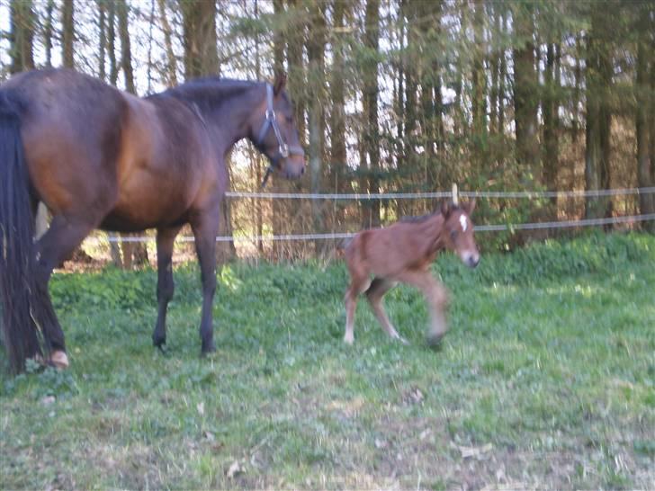 New Forest Røllikehus Shamai billede 11