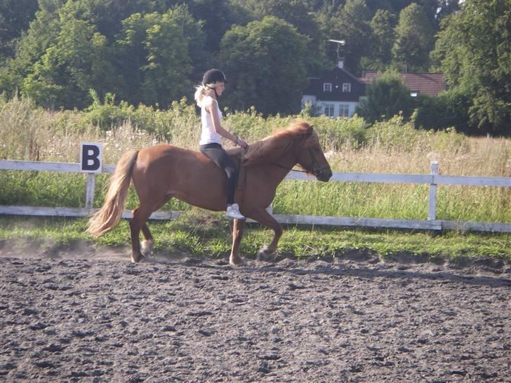 Islænder Ásta 002 fra Frederiksdal - (foto: anja) - d. 6 aug 09 3 gang jeg red på Ásta efter et halvt år! :) og enda første gang jeg rider uden sadel på hende! :) billede 17