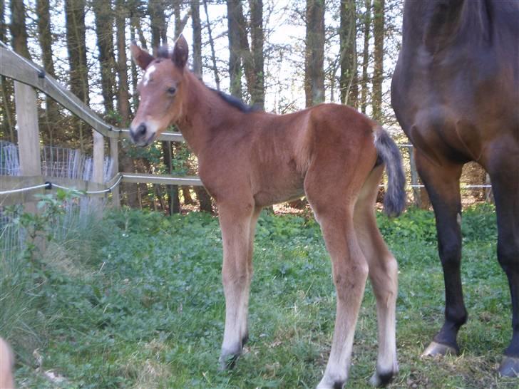 New Forest Røllikehus Shamai billede 12