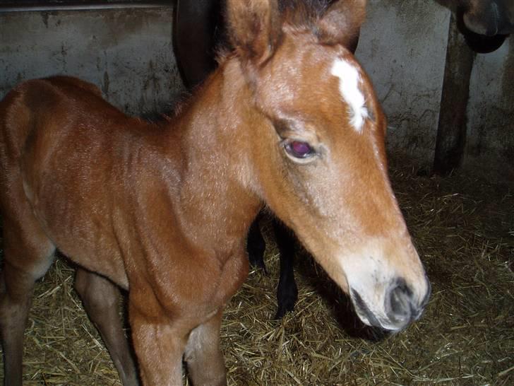 New Forest Røllikehus Shamai billede 13