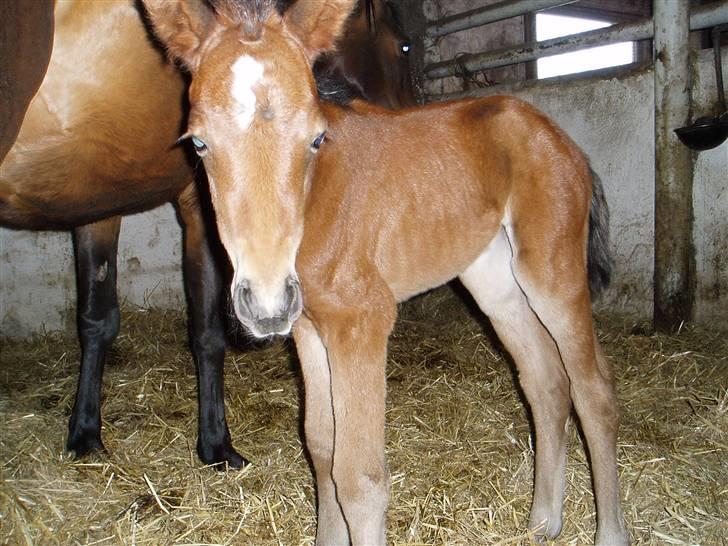 New Forest Røllikehus Shamai billede 14