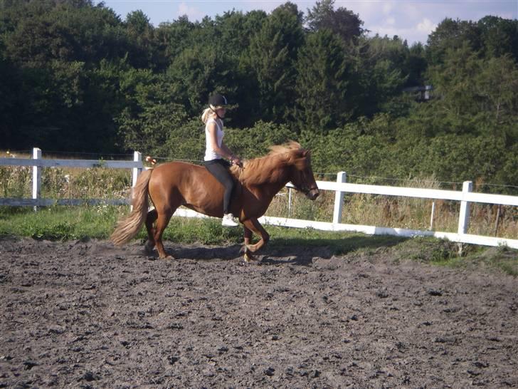 Islænder Ásta 002 fra Frederiksdal - (foto: anja) - d. 6 aug 09 3 gang jeg red på Ásta efter et halvt år! :) og enda første gang jeg rider uden sadel på hende! :) billede 18