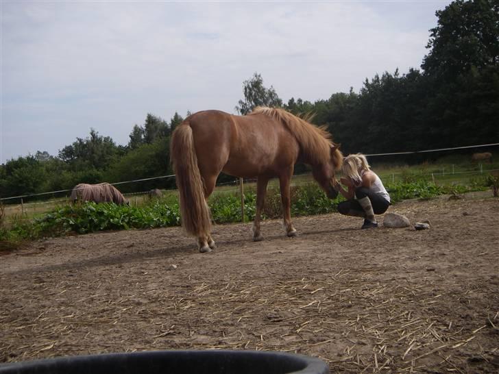 Islænder Ásta 002 fra Frederiksdal - Efter min anden ridetur på Ásta efter et halvt år!! :D (foto:anja d. 1 aug 09 ) billede 19
