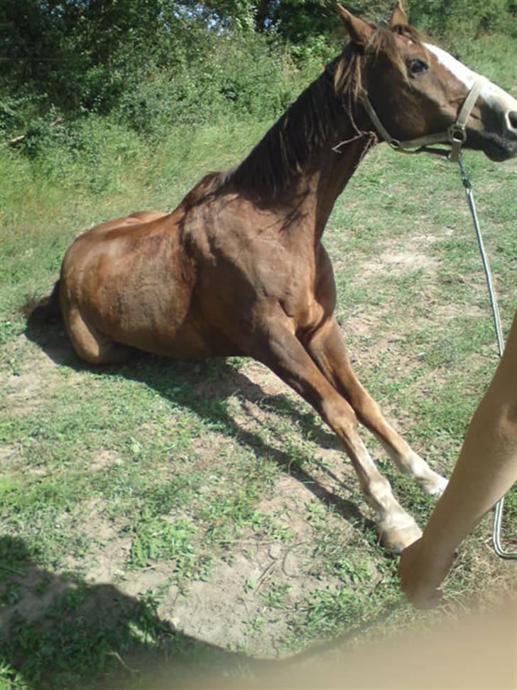 Hollandsk Sportspony Rico<3  - super dejlig ! billede 2